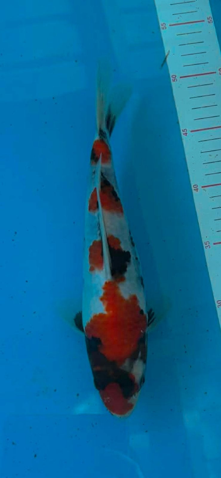 Showa, Animaux & Accessoires, Poissons | Poissons d'étang, Carpe ou Koï