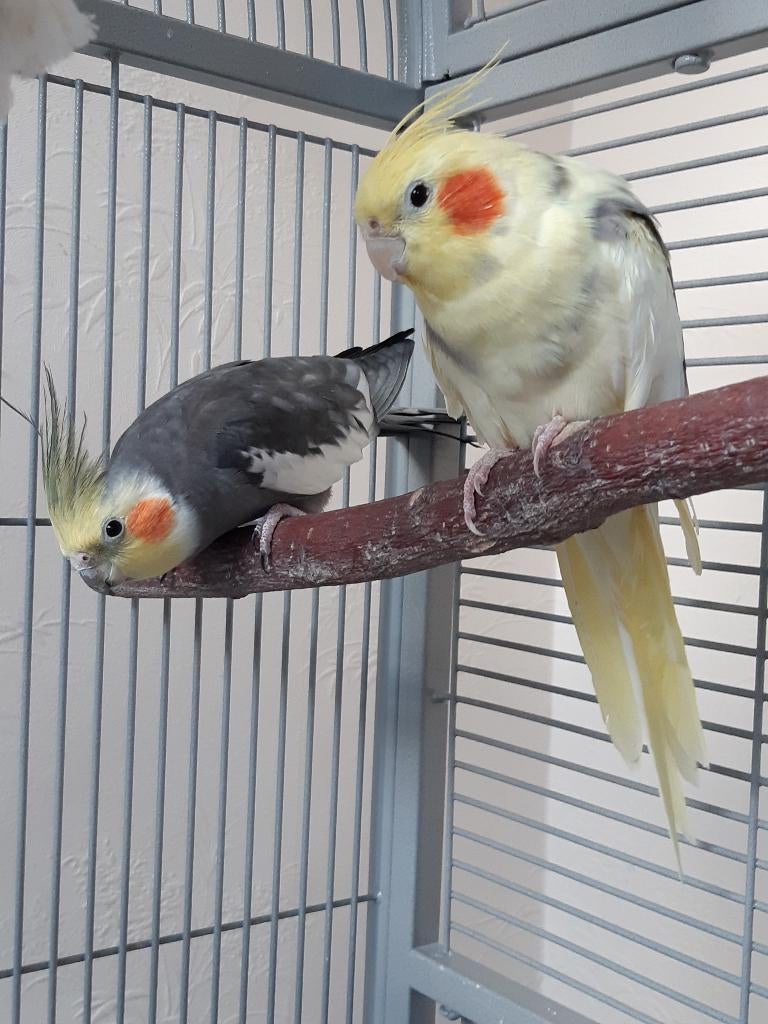 Deux calopsittes mâles à vendre, Mannelijk, Parkiet
