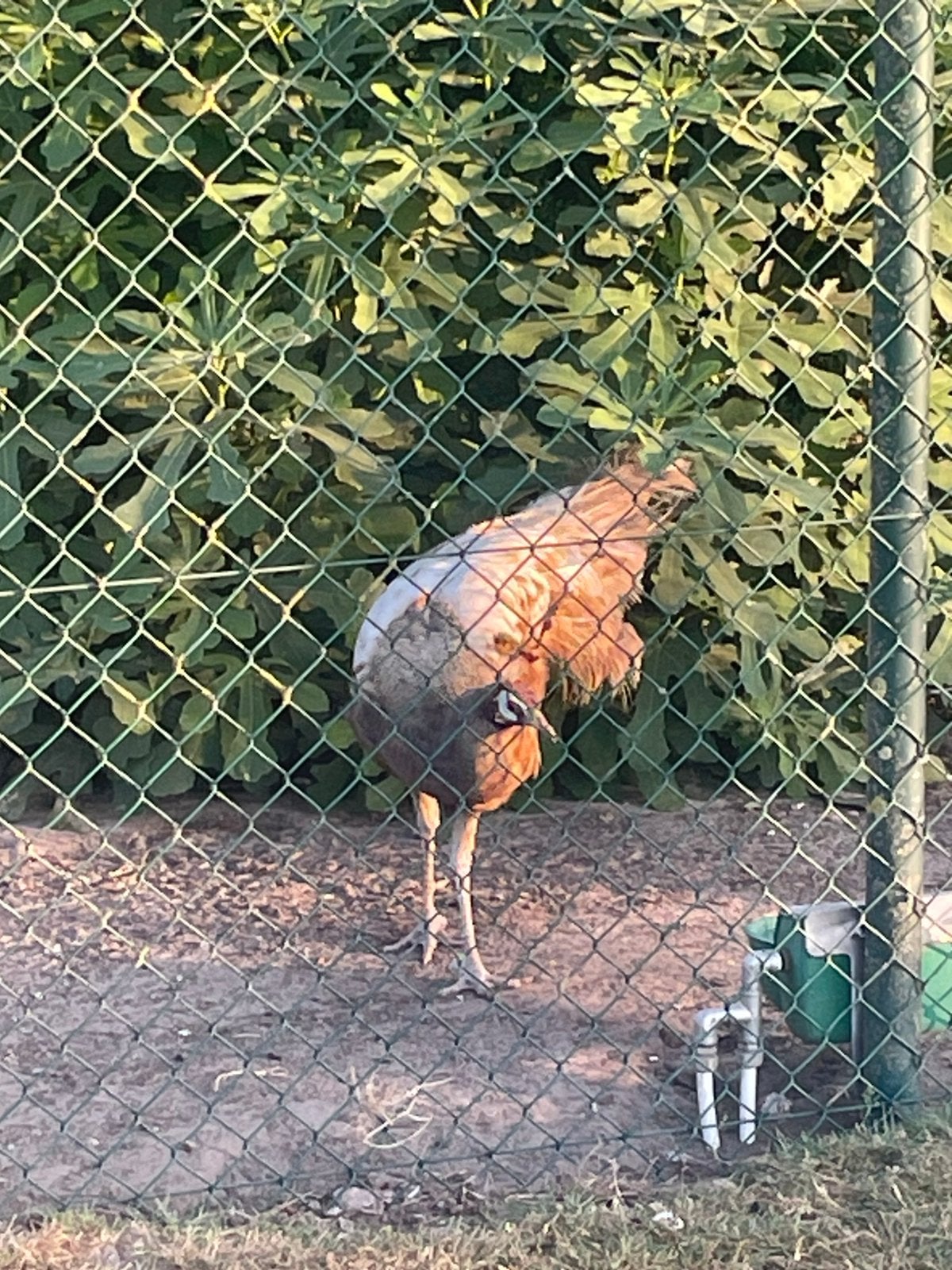 Violet pauwen , trio, Dieren en Toebehoren
