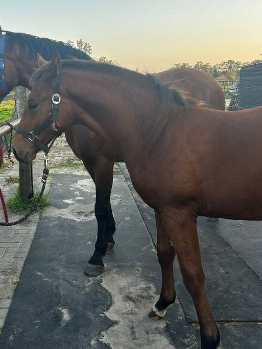 Hengstveulen met topafstamming, Springpaard, Met stamboom, 0 tot 2 jaar, Hengst