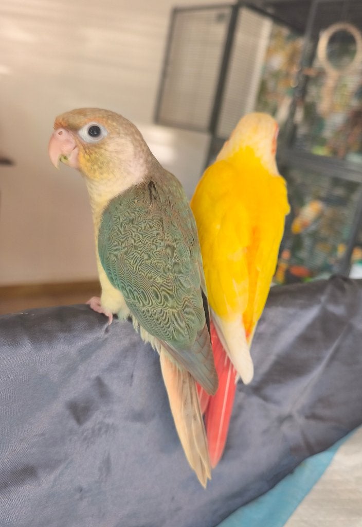 Conure pyrrhura Molinae apprivoisé, Femelle, Perroquet, Domestique
