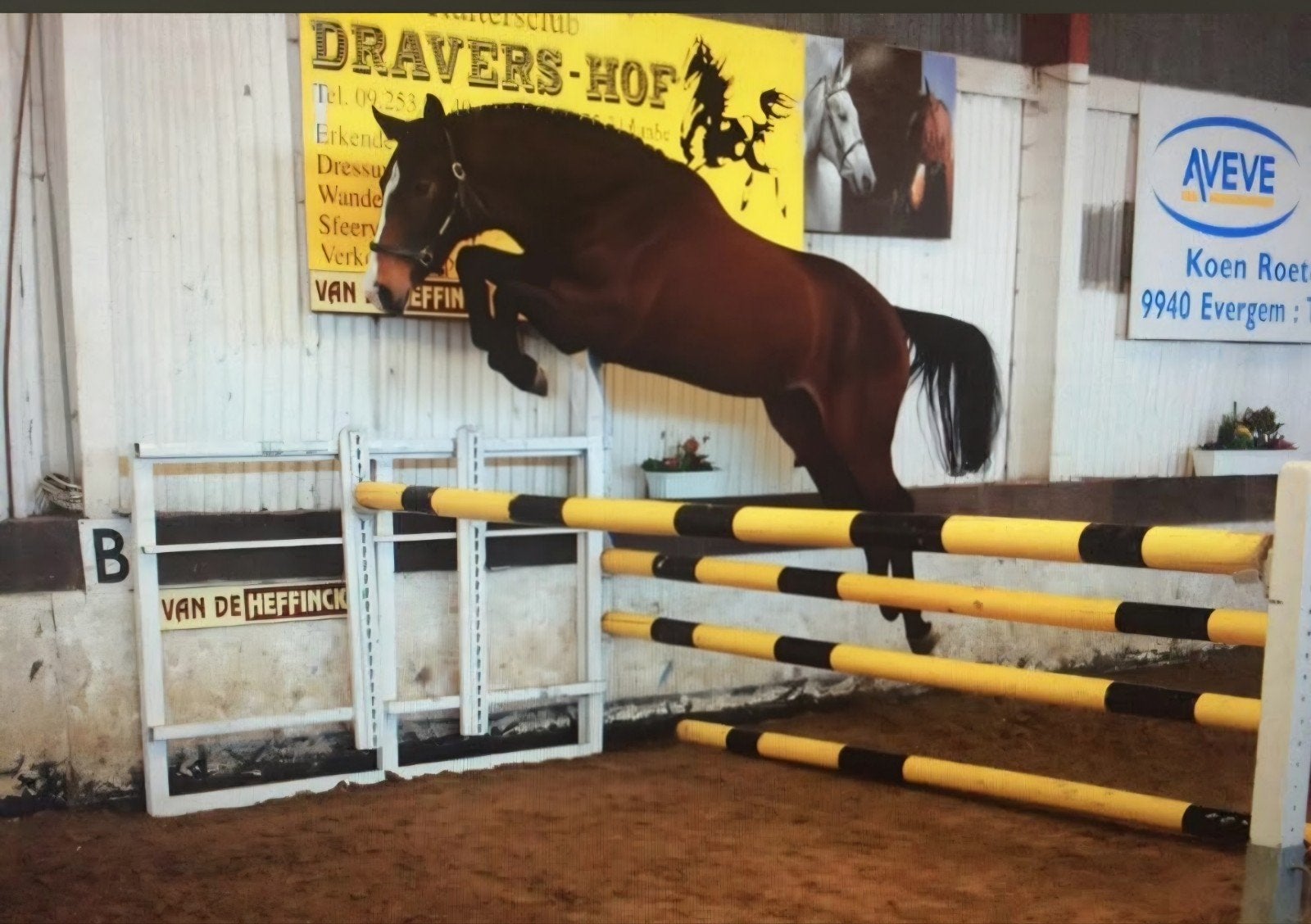 springpaard met goude karakter, Animaux & Accessoires, Hongre, Cheval de saut