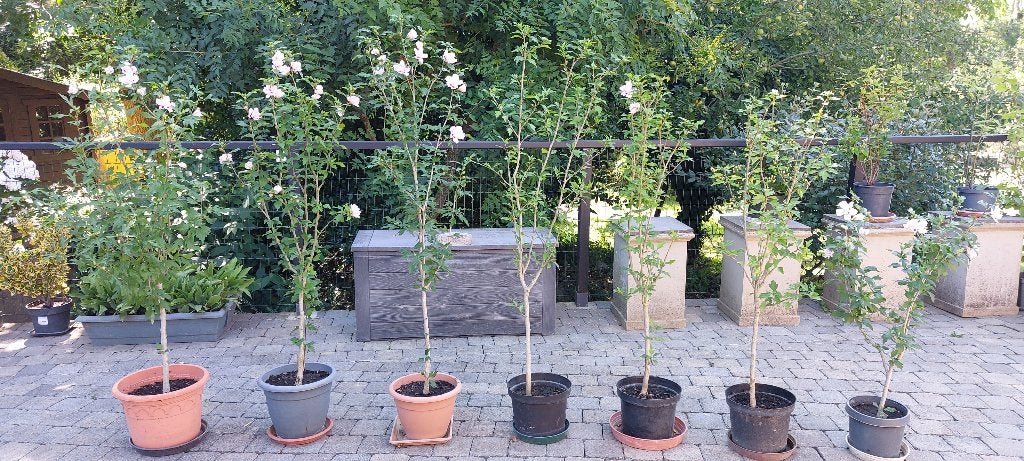 Hibiscus pink chiffon - 7 struiken beschikbaar, Tuin en Terras, Planten | Struiken en Hagen, Struik, Overige soorten, 100 tot 250 cm