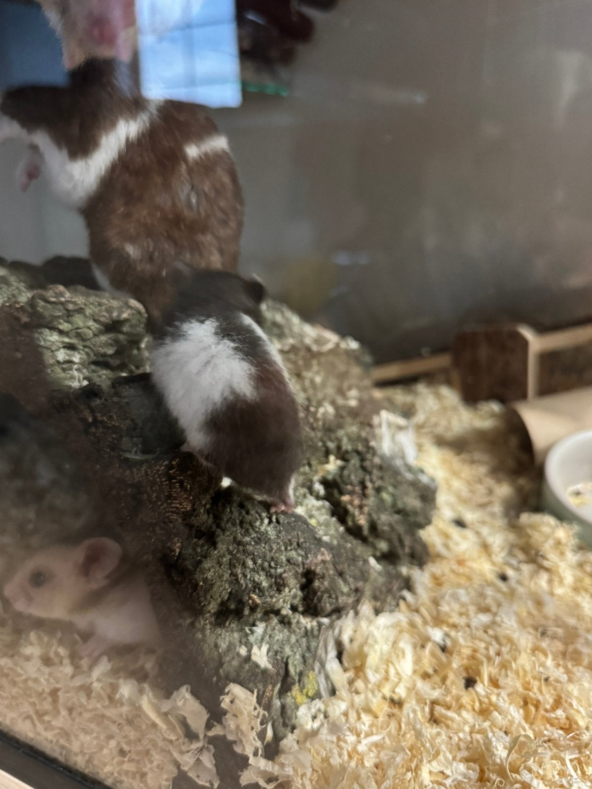 Goudhamsters, Dieren en Toebehoren, Knaagdieren, Hamster, Augustus, Meerdere dieren, Tam