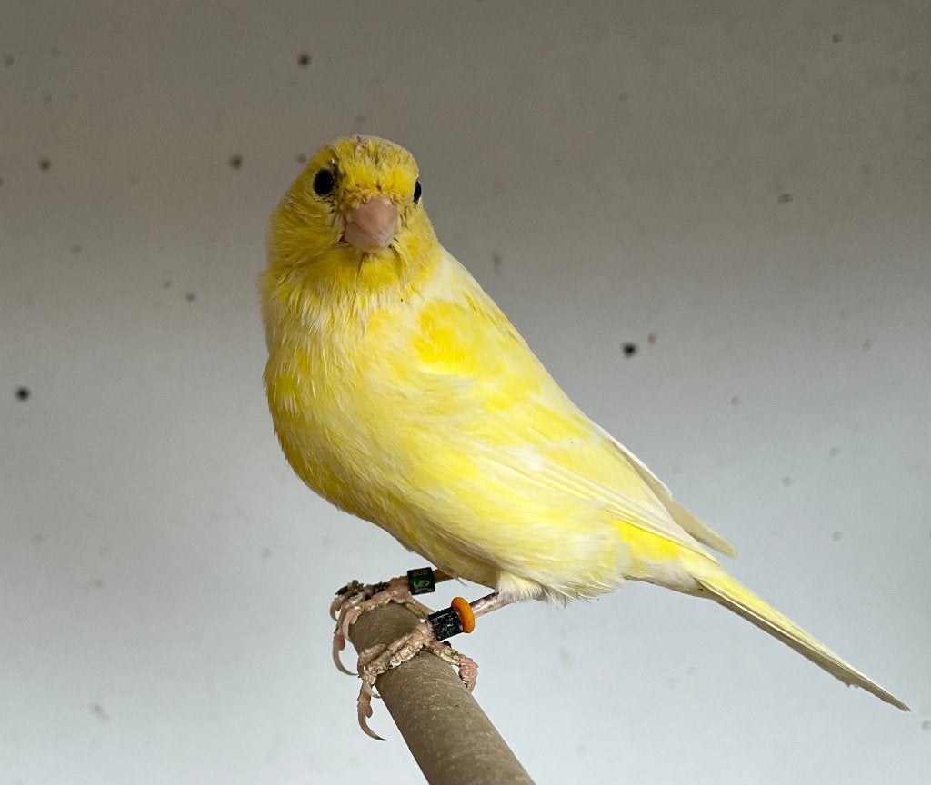 Zangkanarie TIMBRADO, Animaux & Accessoires, Mâle, Canari chanteur