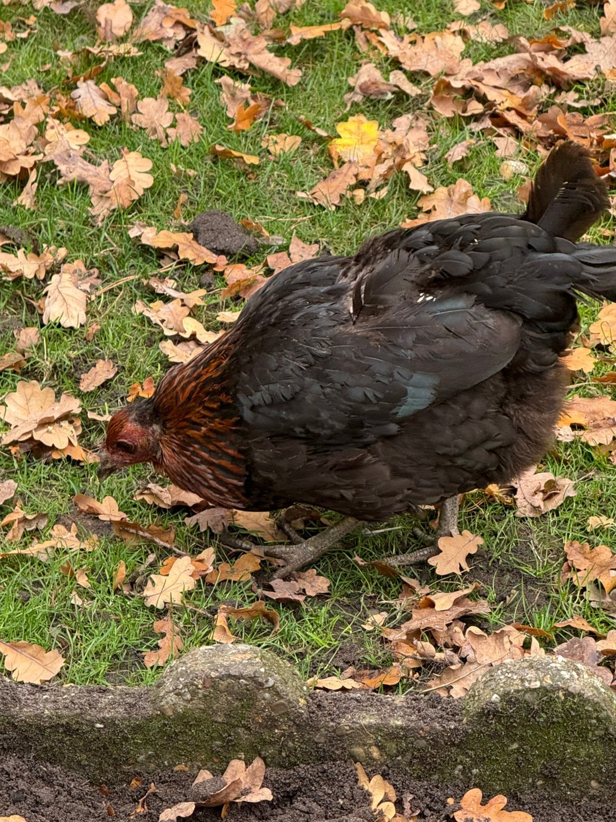 20€, Dieren en Toebehoren