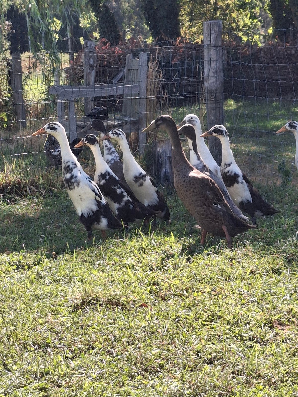 Indische loopeendjes, Dieren en Toebehoren, Pluimvee, Geslacht onbekend, Eend