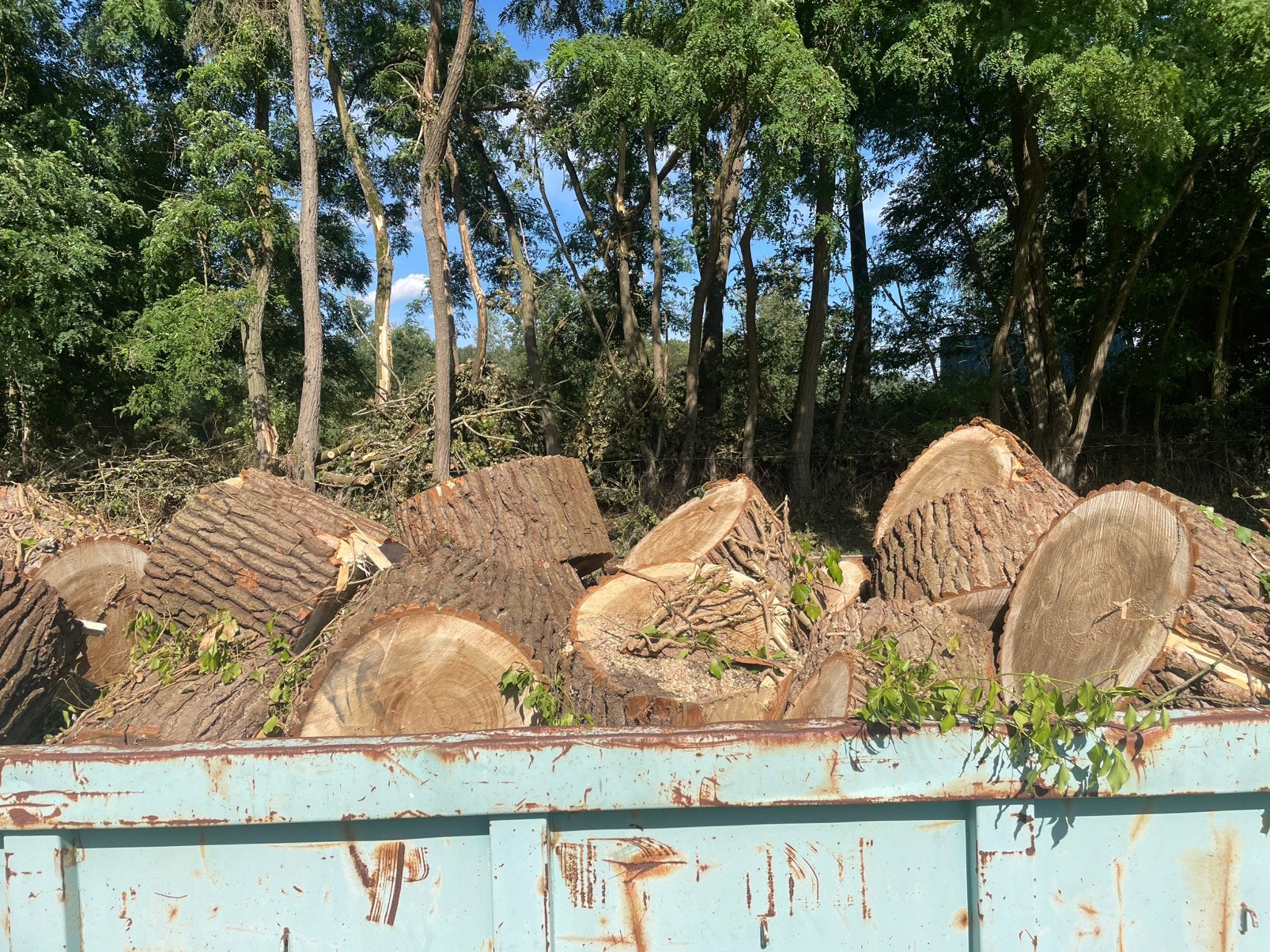 Bois de chauffage scié, Enlèvement, Troncs d'arbres