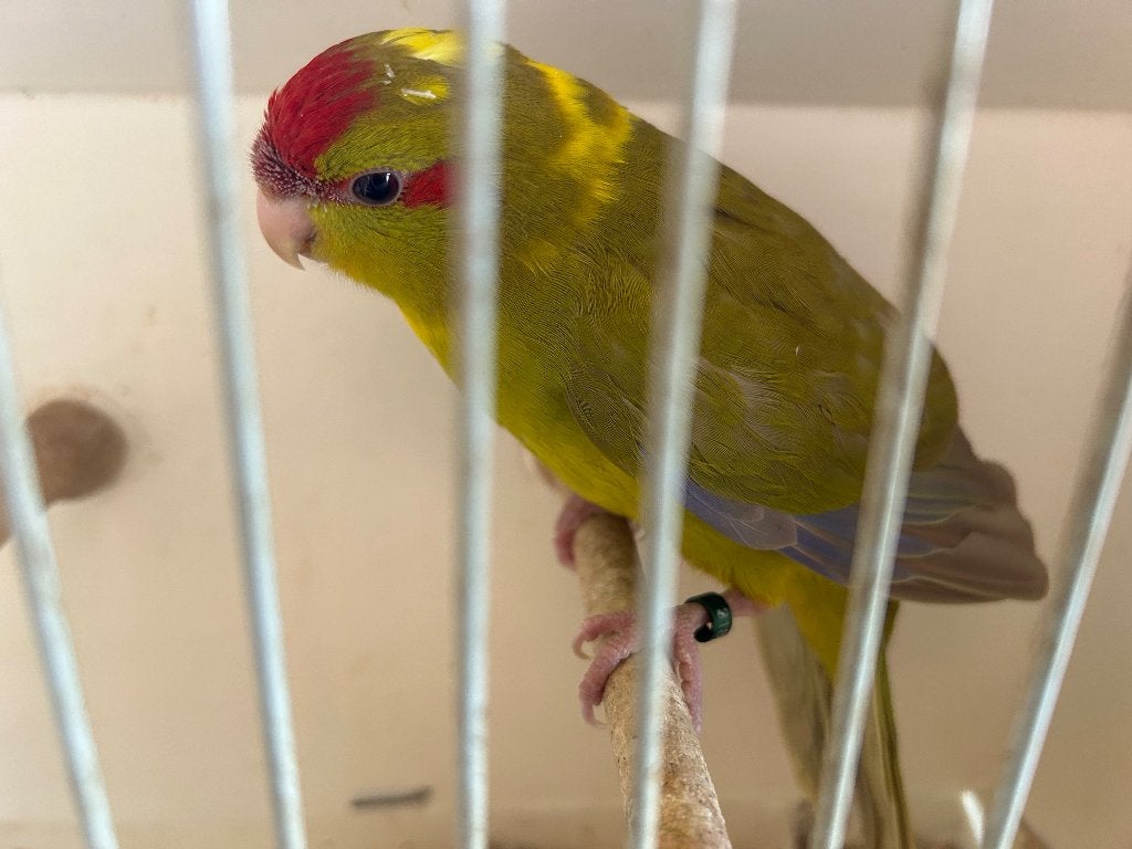 Kakariki split fallow, Dieren en Toebehoren, Meerdere dieren, Parkiet, Geringd