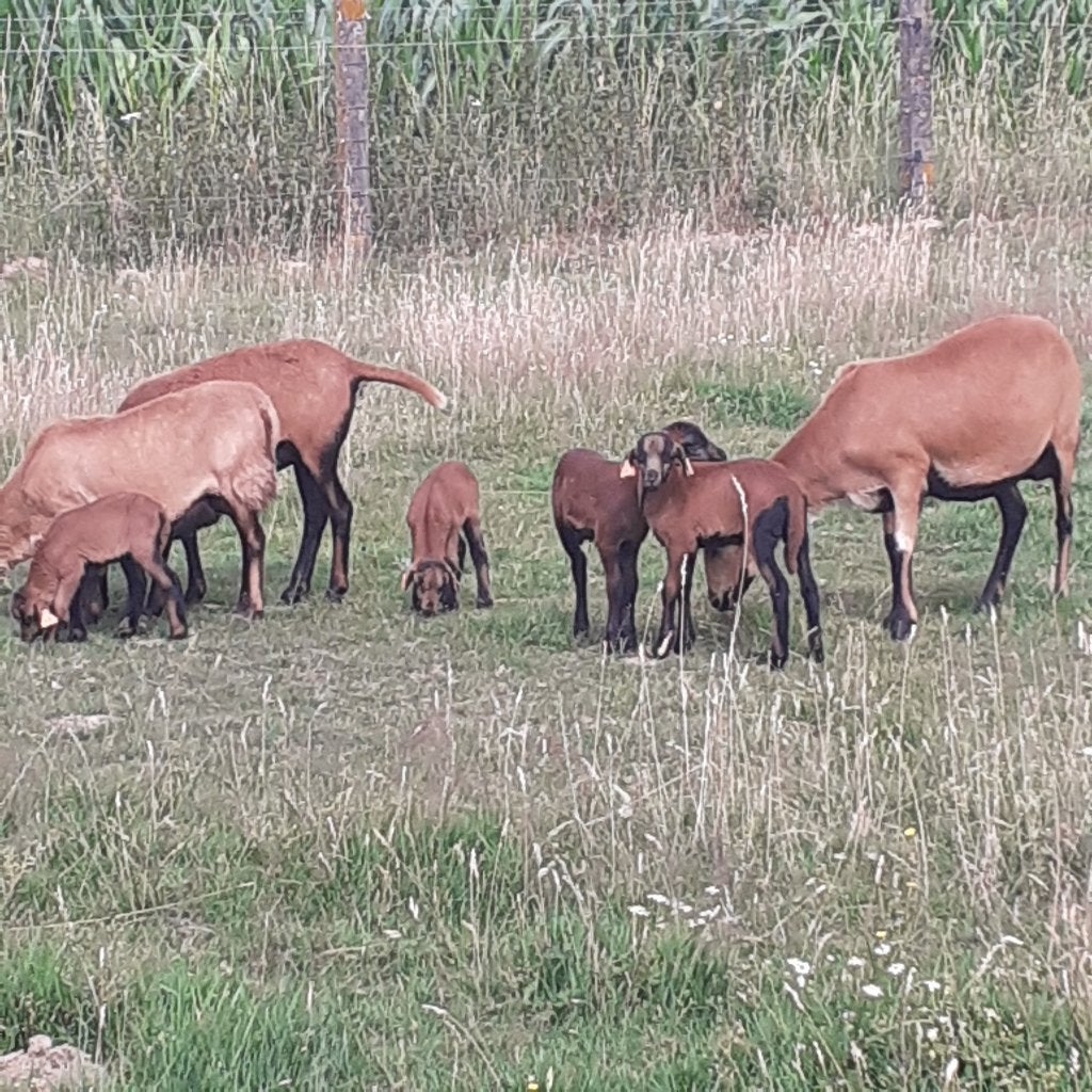 Jonge kameroen moeder met 2 lammen., Dieren en Toebehoren, Mannelijk, Schaap, 0 tot 2 jaar