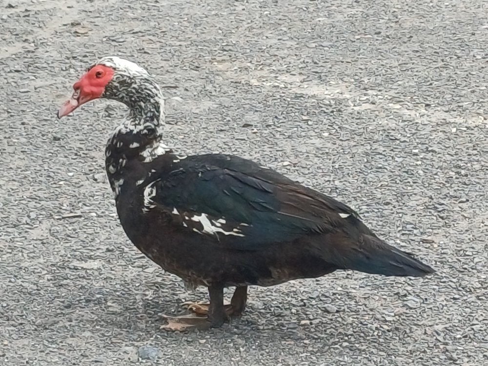 barberie haan en kuikens, Dieren en Toebehoren, Pluimvee, Mannelijk