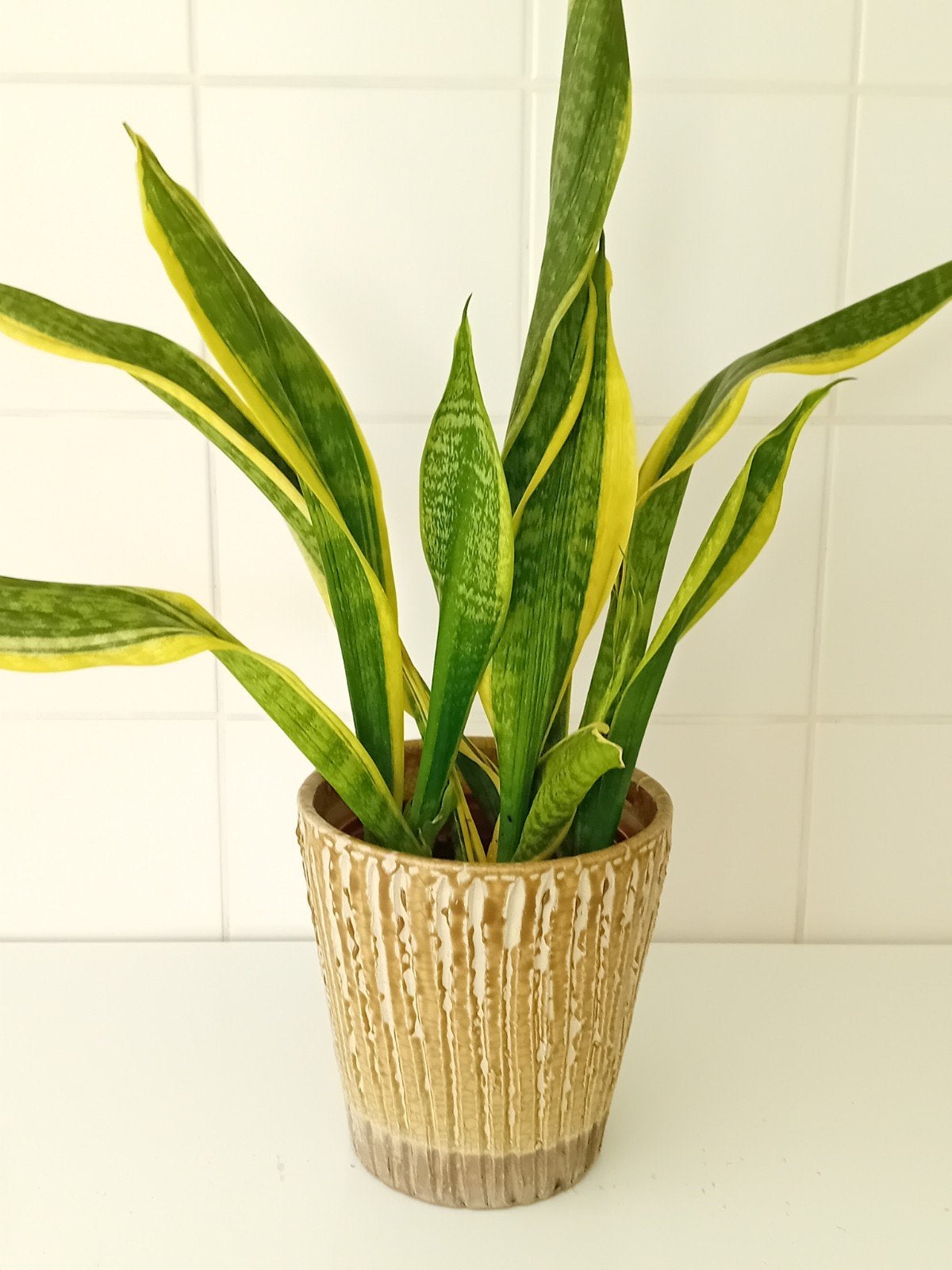 Sanseveria, kies uit sierpot., Huis en Inrichting, Kamerplanten, Ophalen, Vetplant, In pot, Minder dan 100 cm