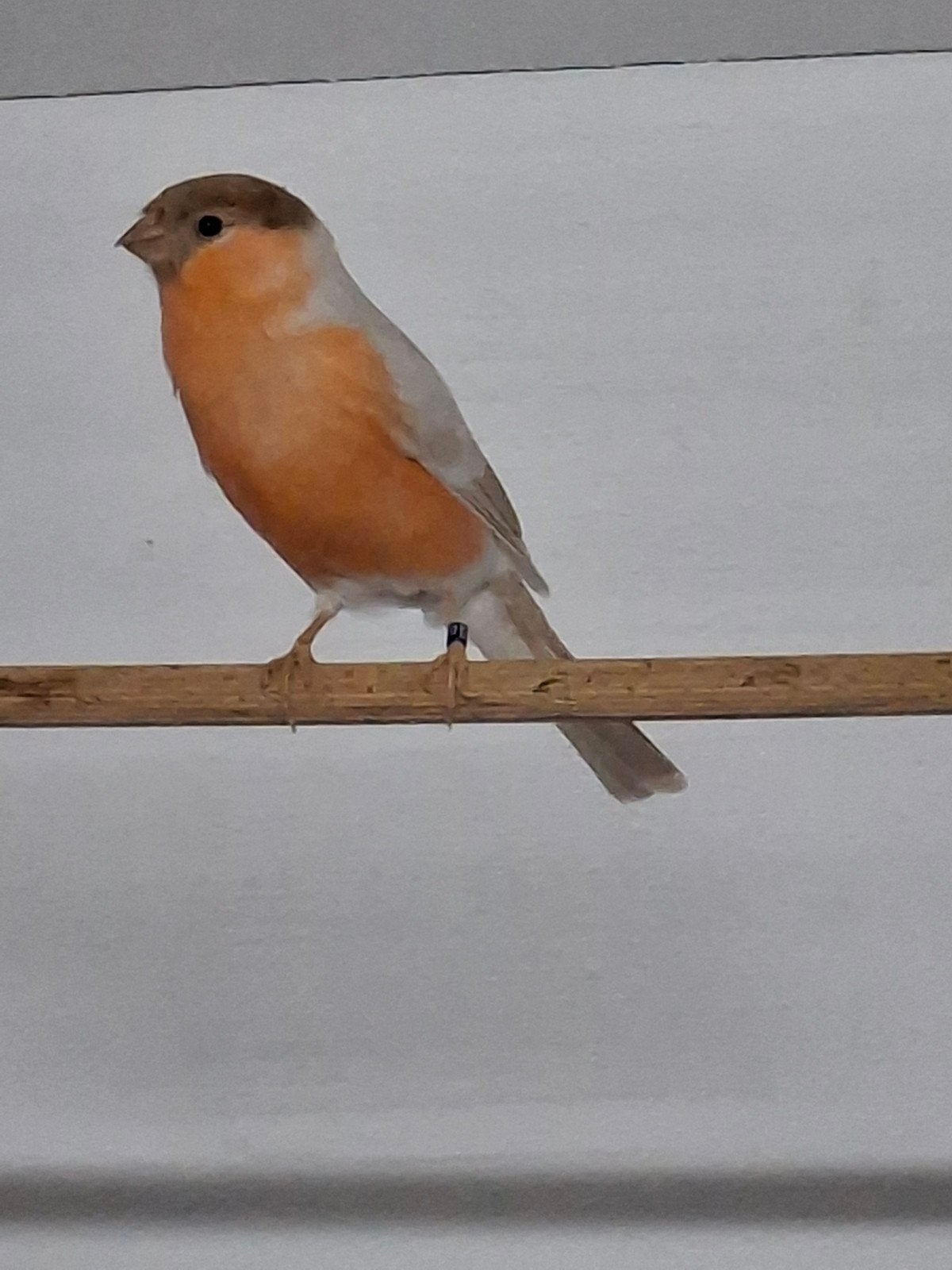 Goudvink