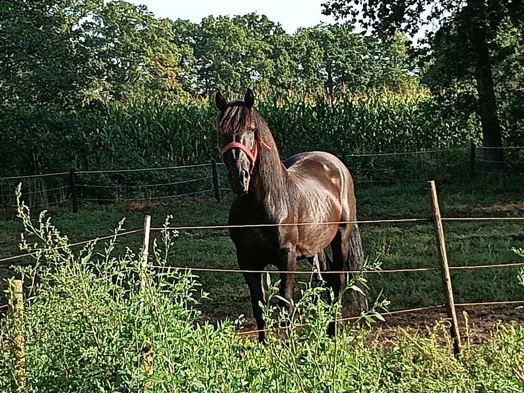 zeer lieve ruin, Gechipt, Ruin, Zadelmak, 170 tot 175 cm