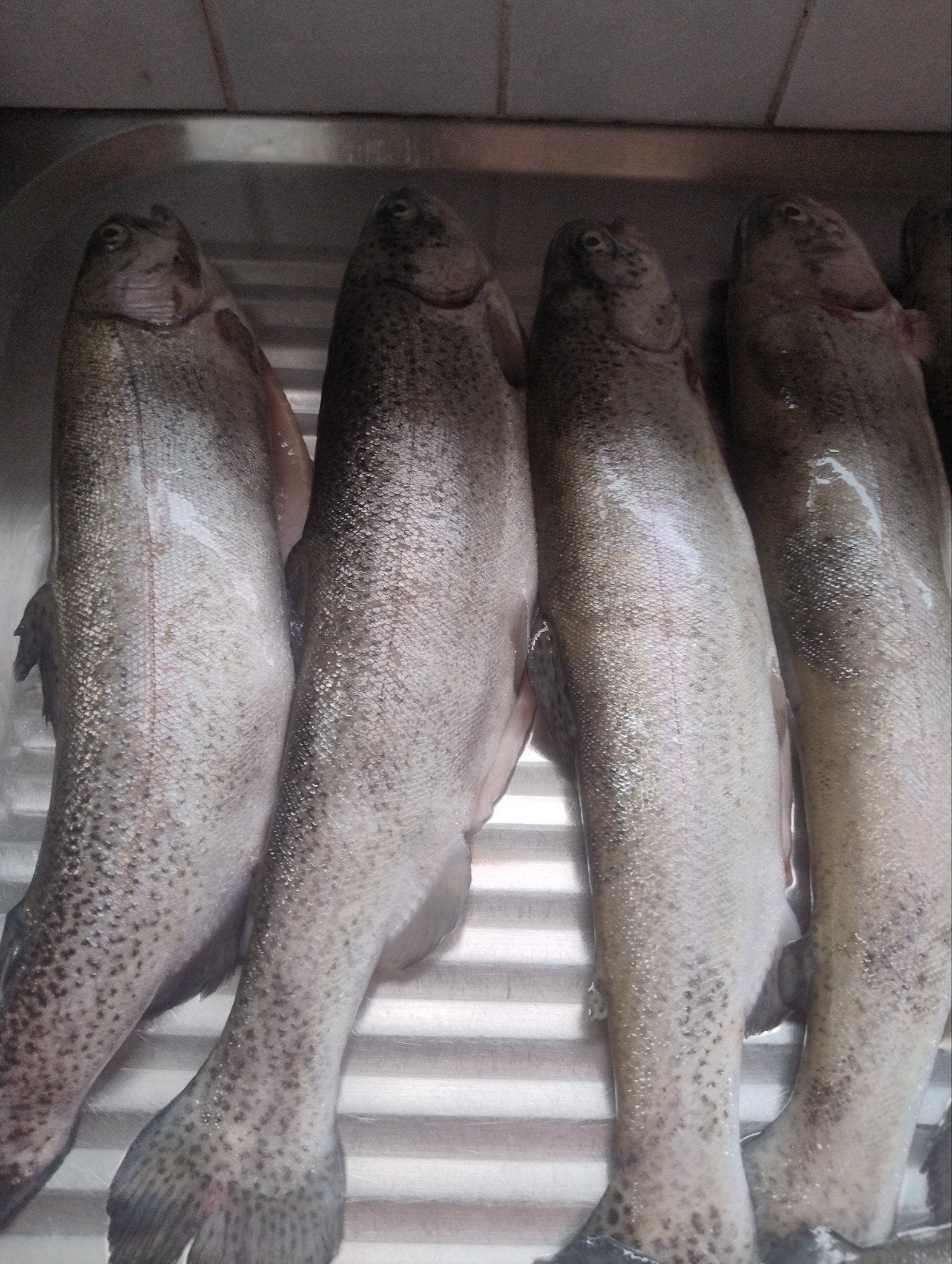 forel gekuiste forel, Watersport en Boten, Ophalen