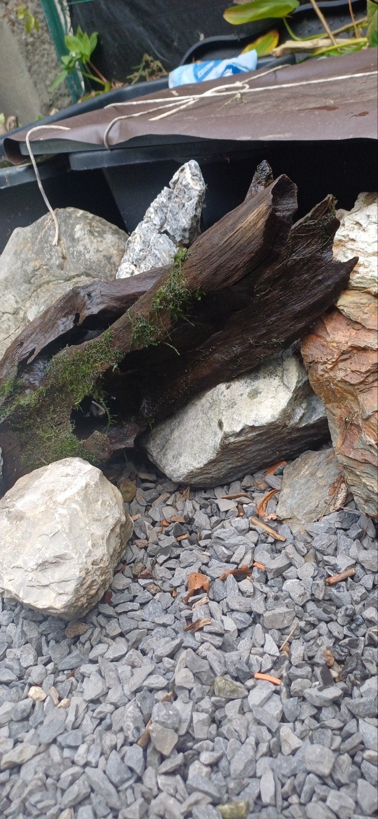 Aquarium hout met mos +/- 52cm., Enlèvement