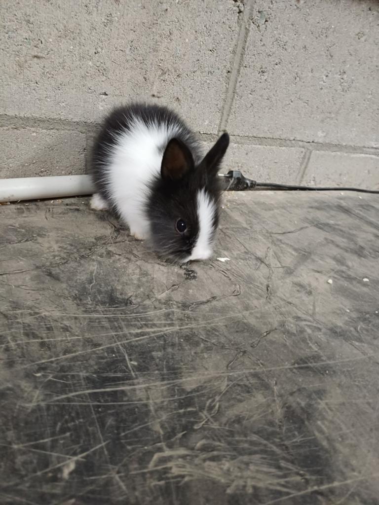 Tamme kleinblijvende dwergkonijntjes, Dieren en Toebehoren, Konijnen, Meerdere dieren, Dwerg, 0 tot 2 jaar