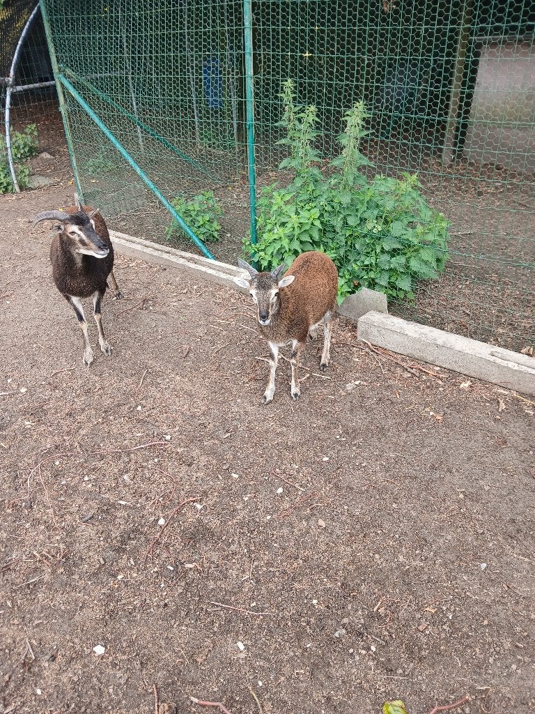 Soay lammetjes ooitjes, Dieren en Toebehoren, Vrouwelijk, Schaap, 0 tot 2 jaar