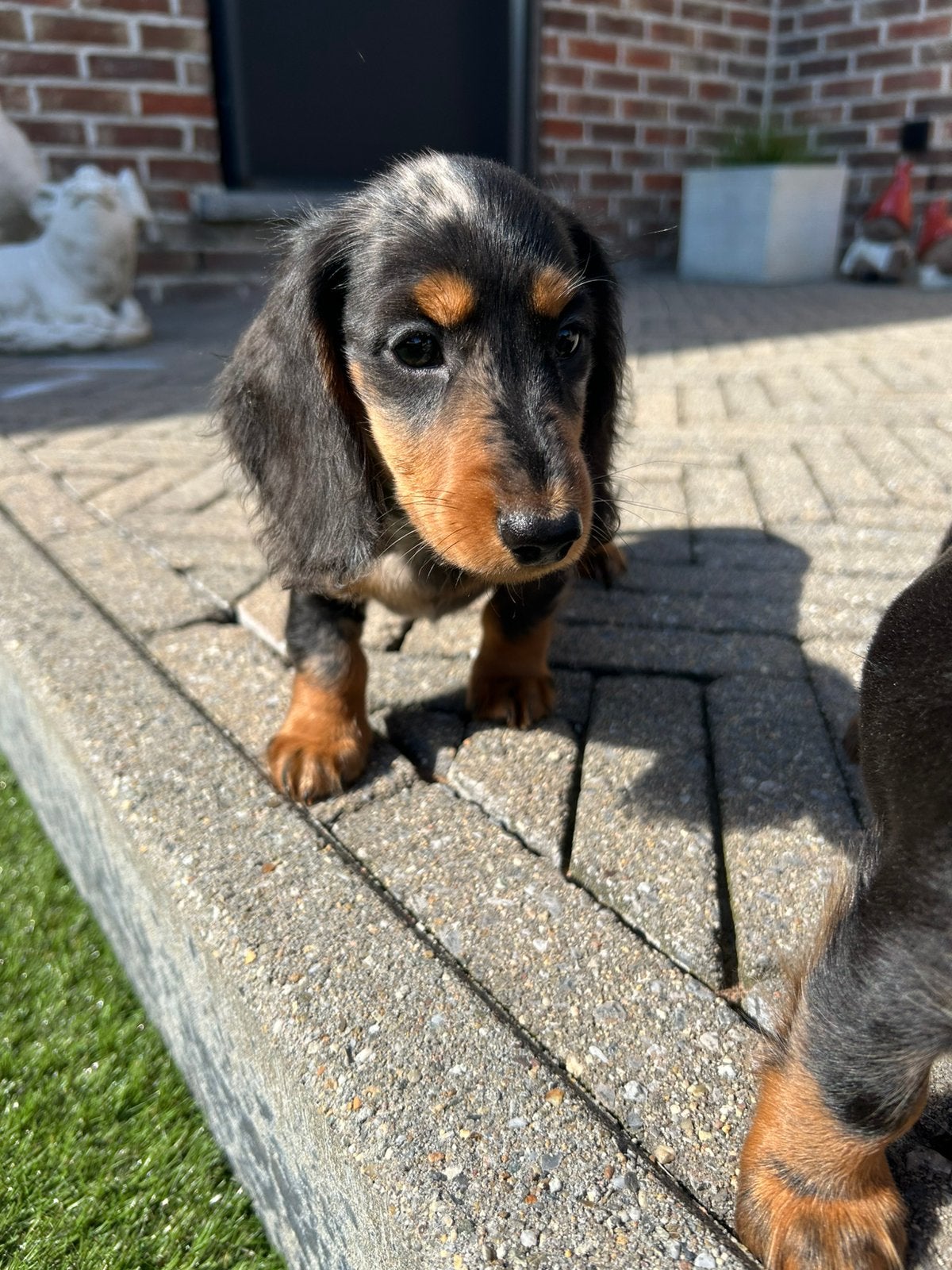 Langharige merle teckel pups, Animaux & Accessoires, Chiens | Teckels & Bassets, Éleveur | Professionnel, Plusieurs, Belgique