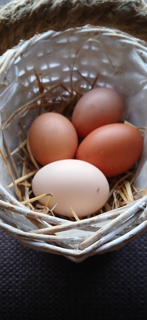 Broedeieren legkippen en brahma., Geslacht onbekend, Kip