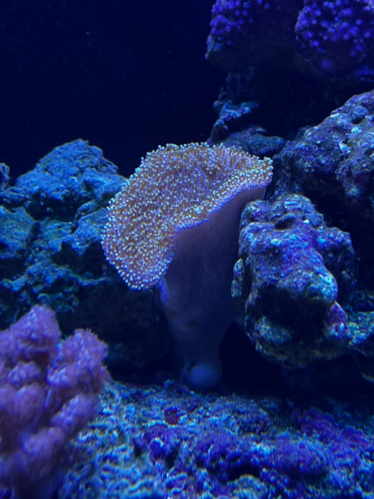 Koraal, Dieren en Toebehoren, Vissen | Aquariumvissen, Overige typen, Zoutwatervis