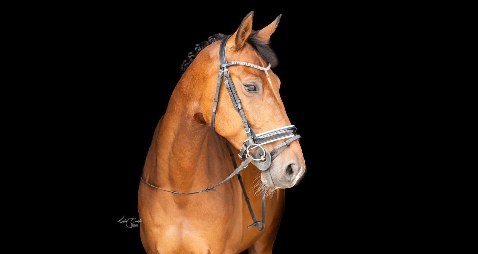 12-jarig recreatie paard te koop, Dieren en Toebehoren, Paarden, Ruin, Recreatiepaard