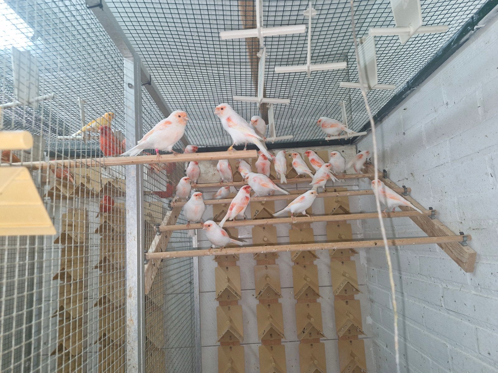 roodmozaiek mannen en poppen, Meerdere dieren