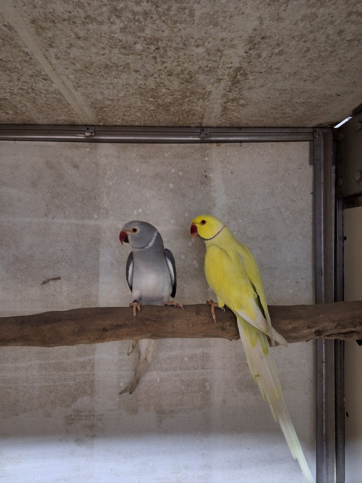 Kweekkoppels halsbandparkieten, Dieren en Toebehoren, Vogels | Parkieten en Papegaaien