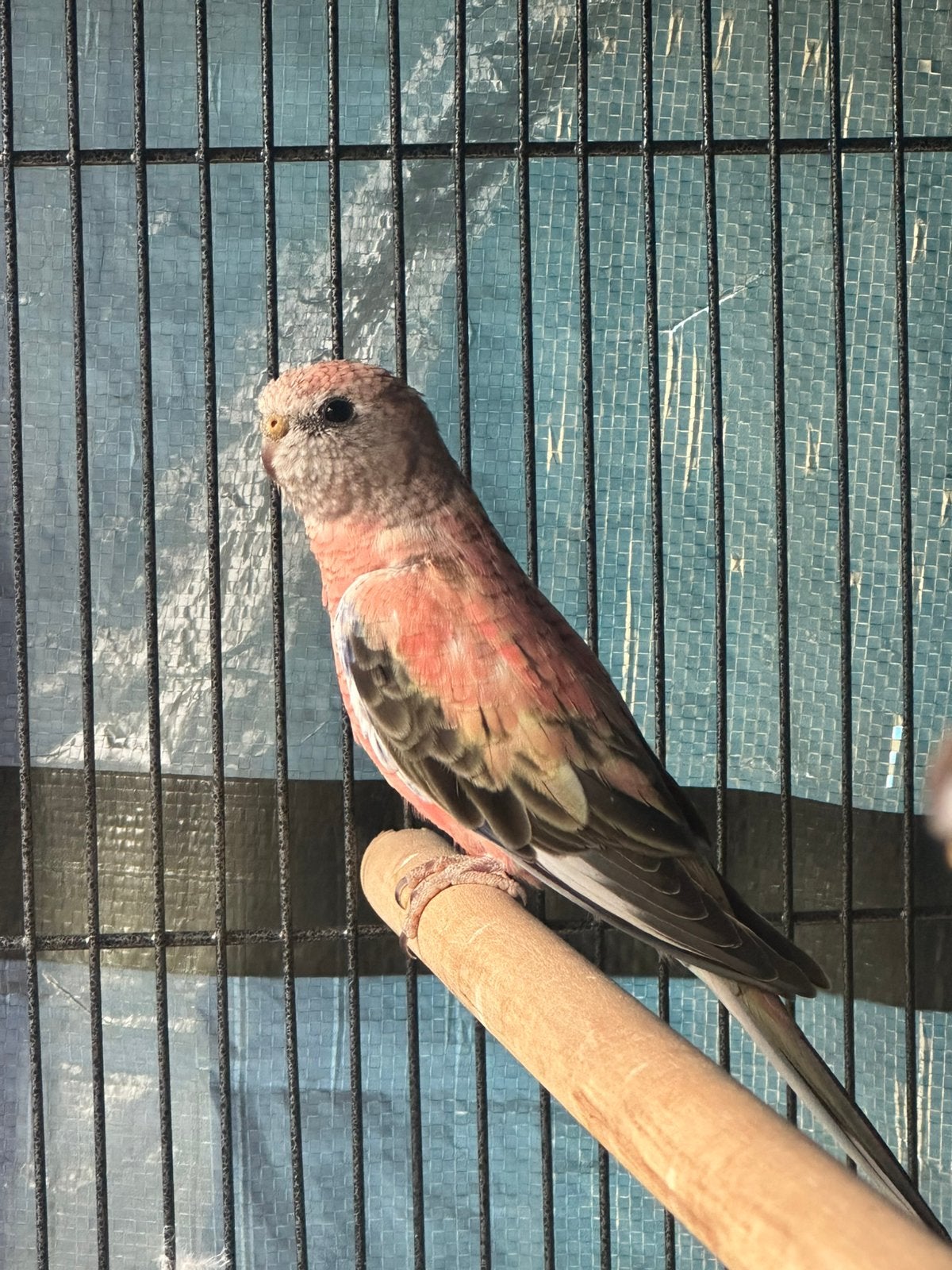 4 bourkesparkieten zoeken nieuwe thuis zijn van 04/2026, Dieren en Toebehoren, Meerdere dieren, Parkiet, Geringd
