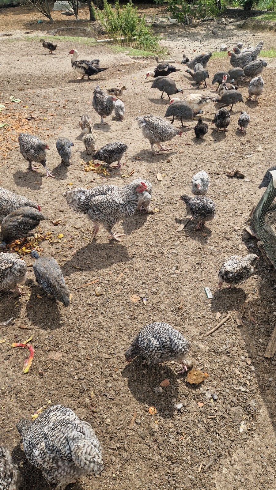 Mechelse koekoek kuikens, Animaux & Accessoires, Plusieurs animaux, Poule ou poulet