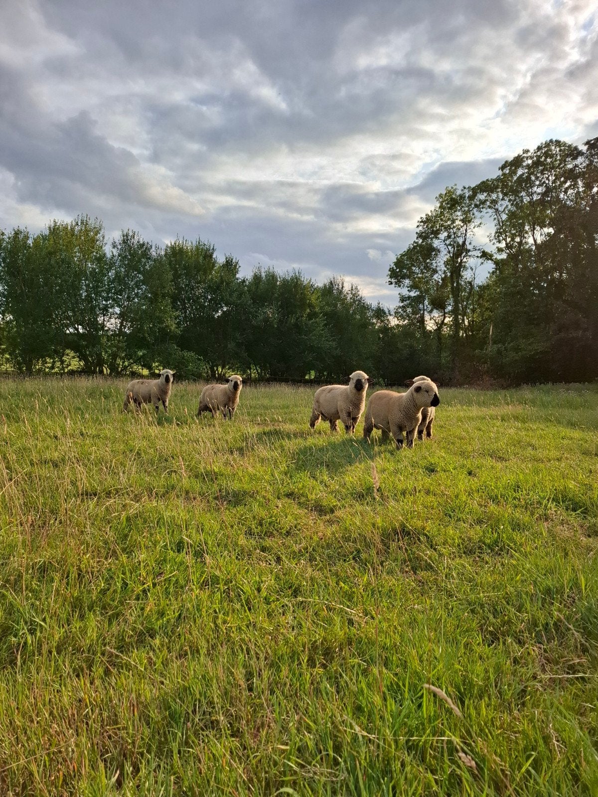 Hampshire Down ramlammeren, Animaux & Accessoires, Moutons, Chèvres & Cochons