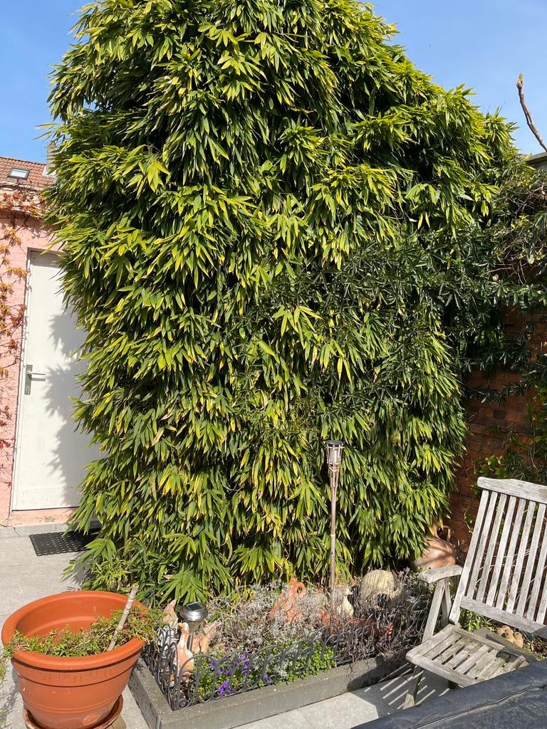 Bamboo, Tuin en Terras, Planten | Bomen, Ophalen