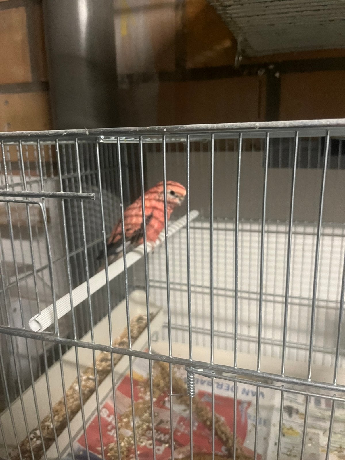 Koppels roze bourkes, Dieren en Toebehoren