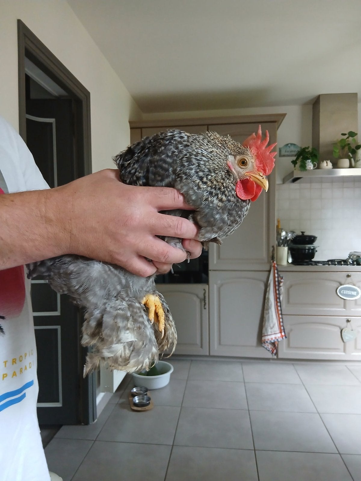 Cochin haan, Dieren en Toebehoren
