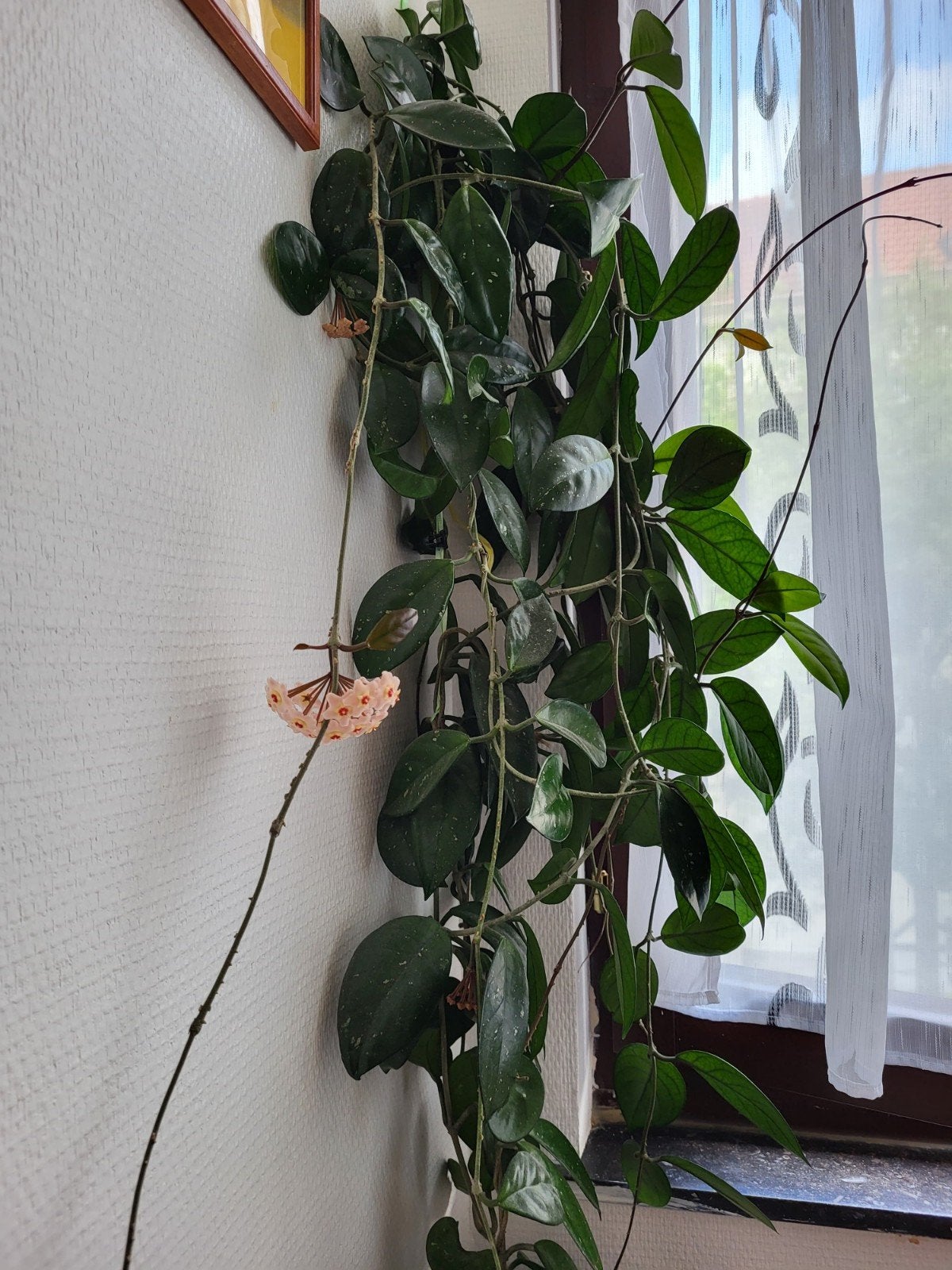 Hoya carnosa