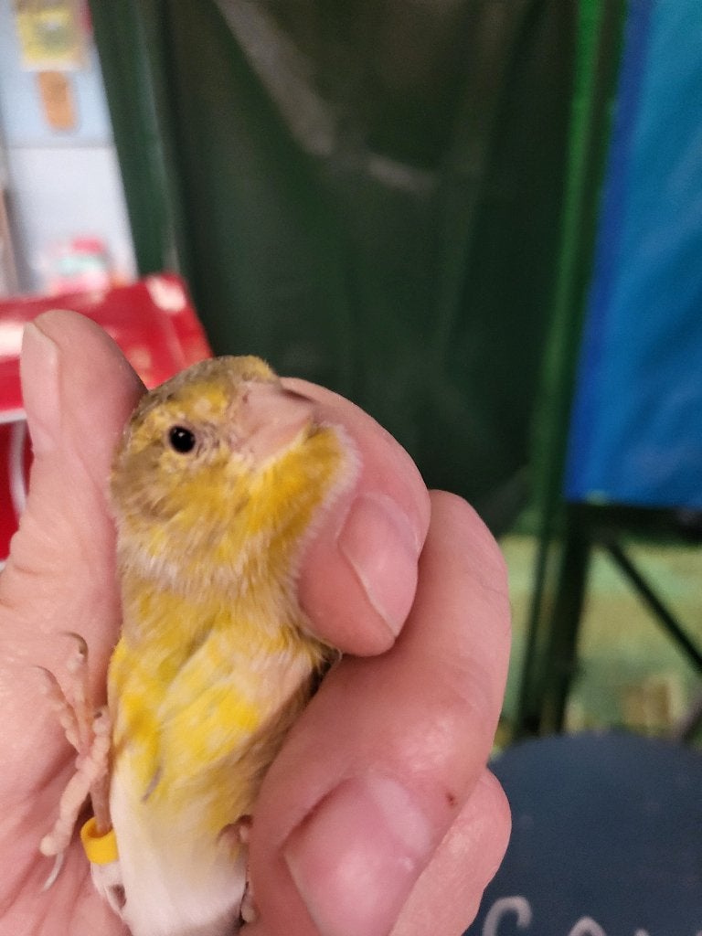 métis de canaris, Animaux & Accessoires, Mâle, Canari chanteur