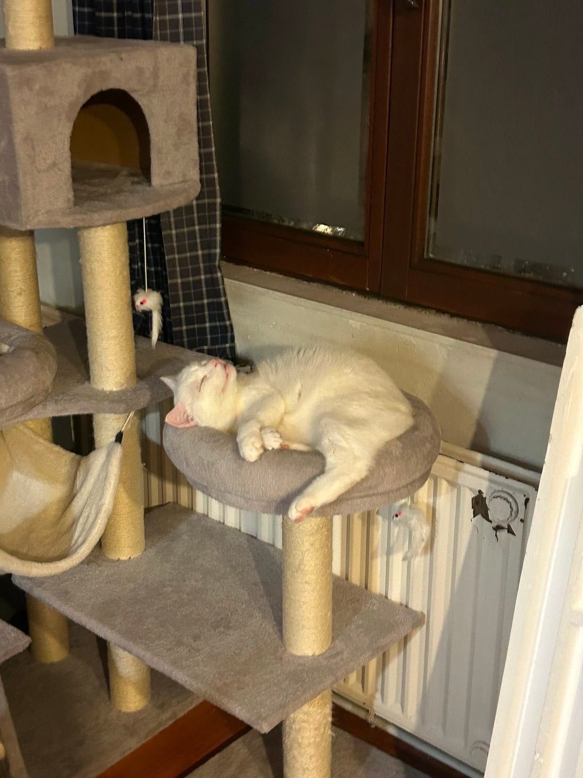 Arbre a chat, Enlèvement ou Envoi, Utilisé