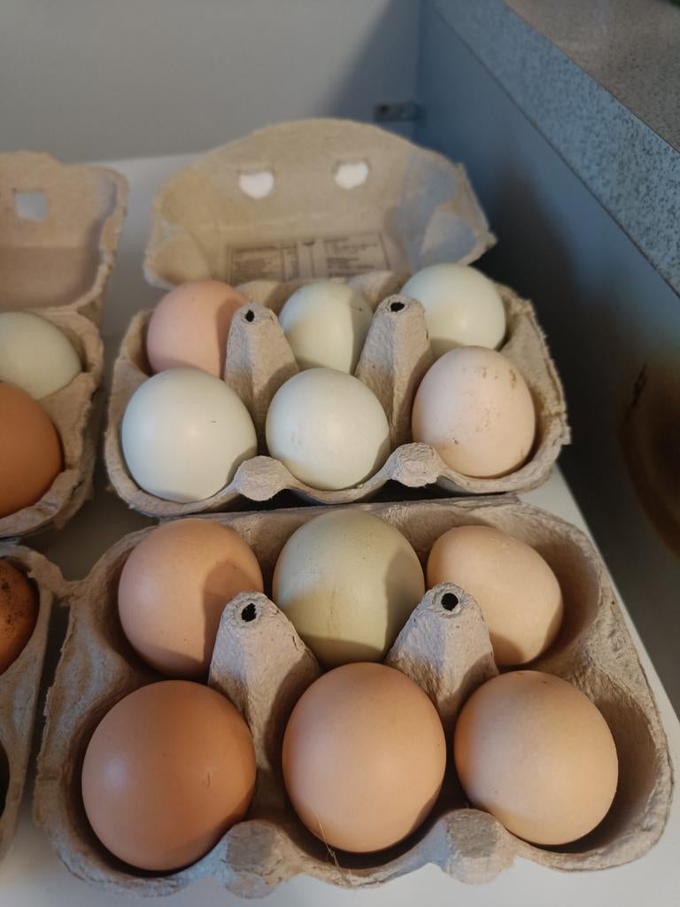 Broedeieren kippen, Dieren en Toebehoren, Pluimvee