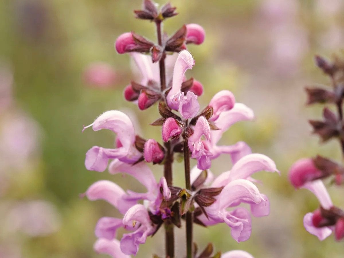 Salvia ‘Rose Rhapsody’ | Zaden uit eigen gifvrije tuin, Tuin en Terras, Ophalen of Verzenden, Najaar, Volle zon, Zaad