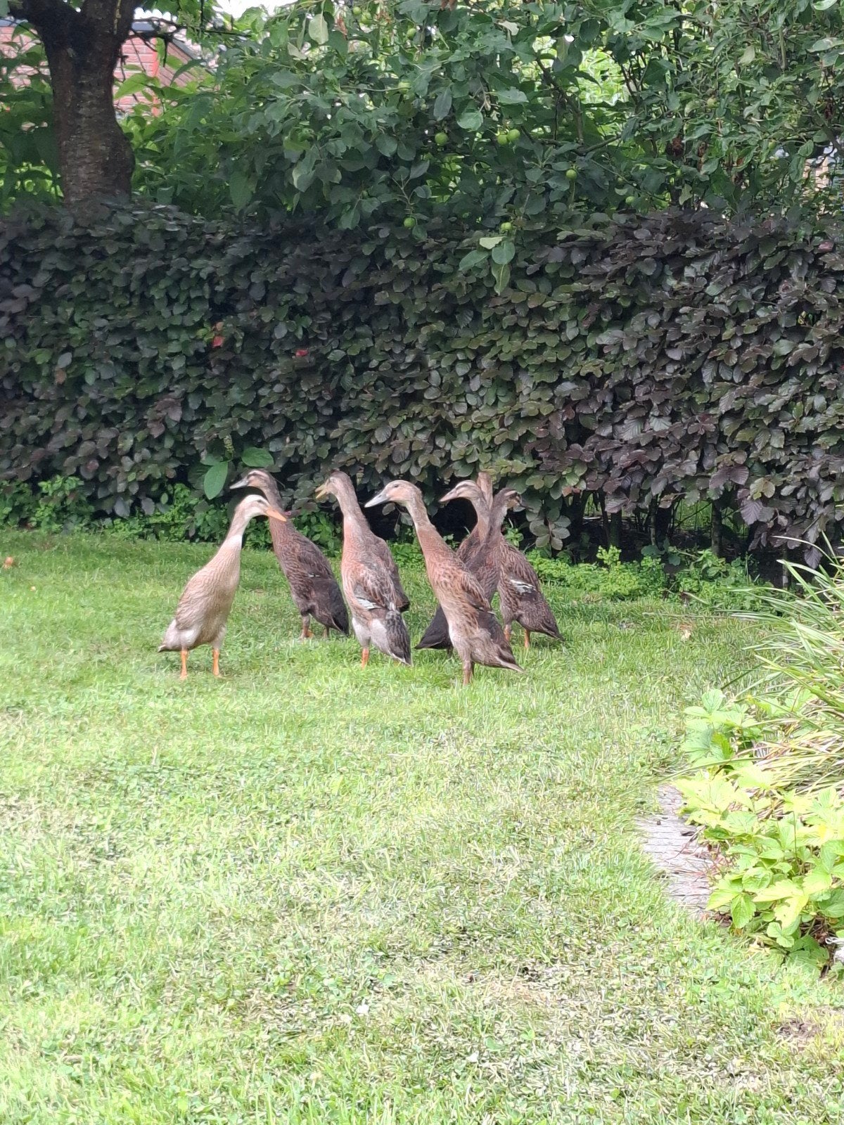 Indische Loopeendjes, Tickets & Billets, Loisirs | Jardins zoologiques