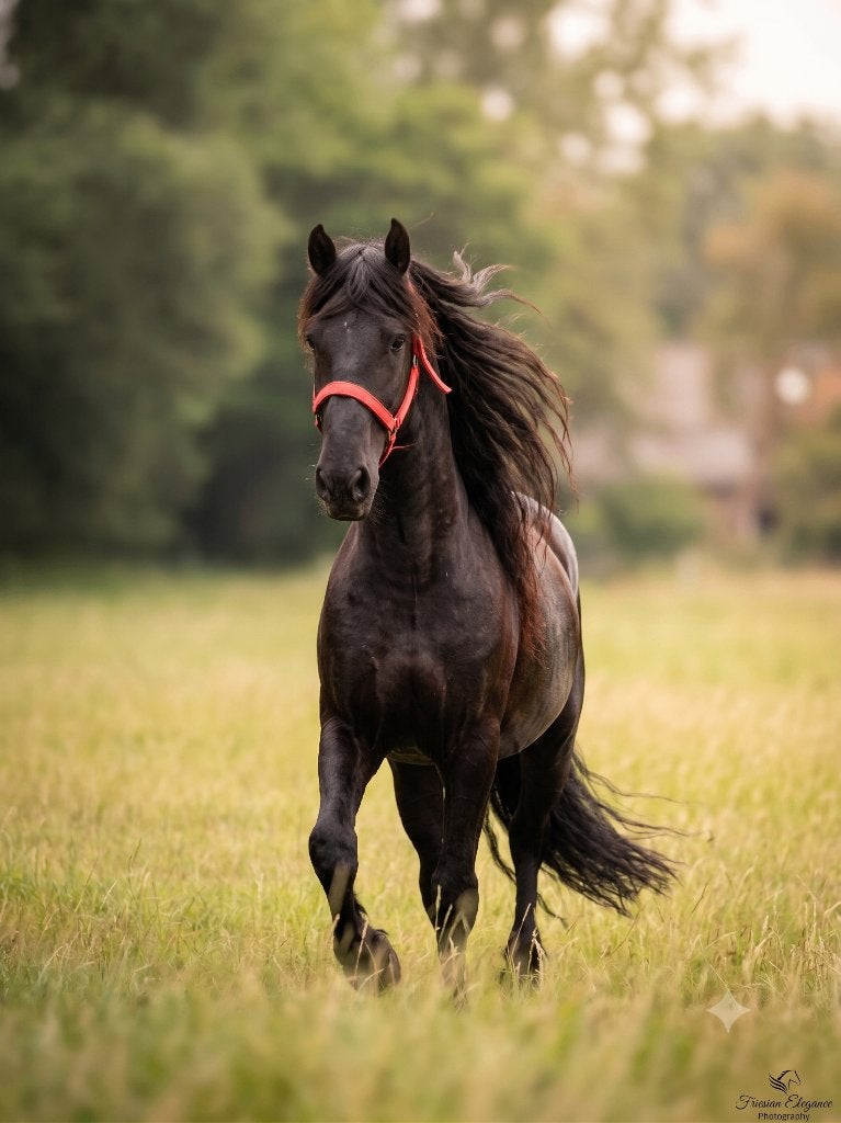 Zeer Lieve Ruin, Gechipt, Ruin, Zadelmak, 170 tot 175 cm