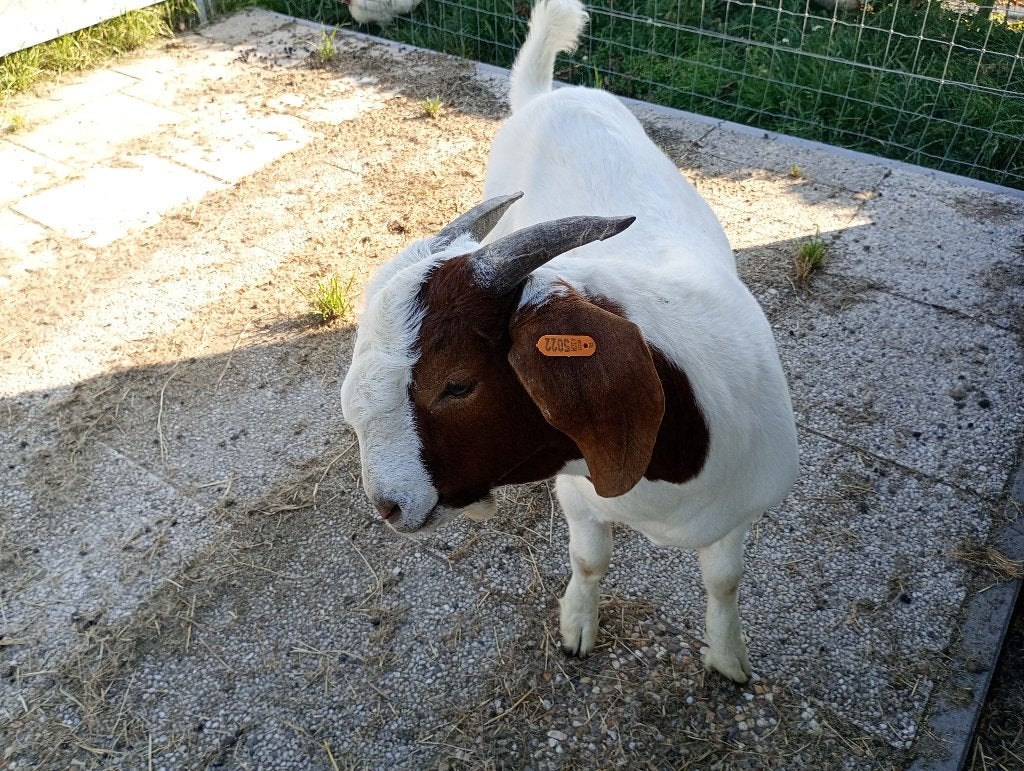 Boergeit met stamboek, Dieren en Toebehoren, Schapen, Geiten en Varkens, Mannelijk, Geit, 0 tot 2 jaar