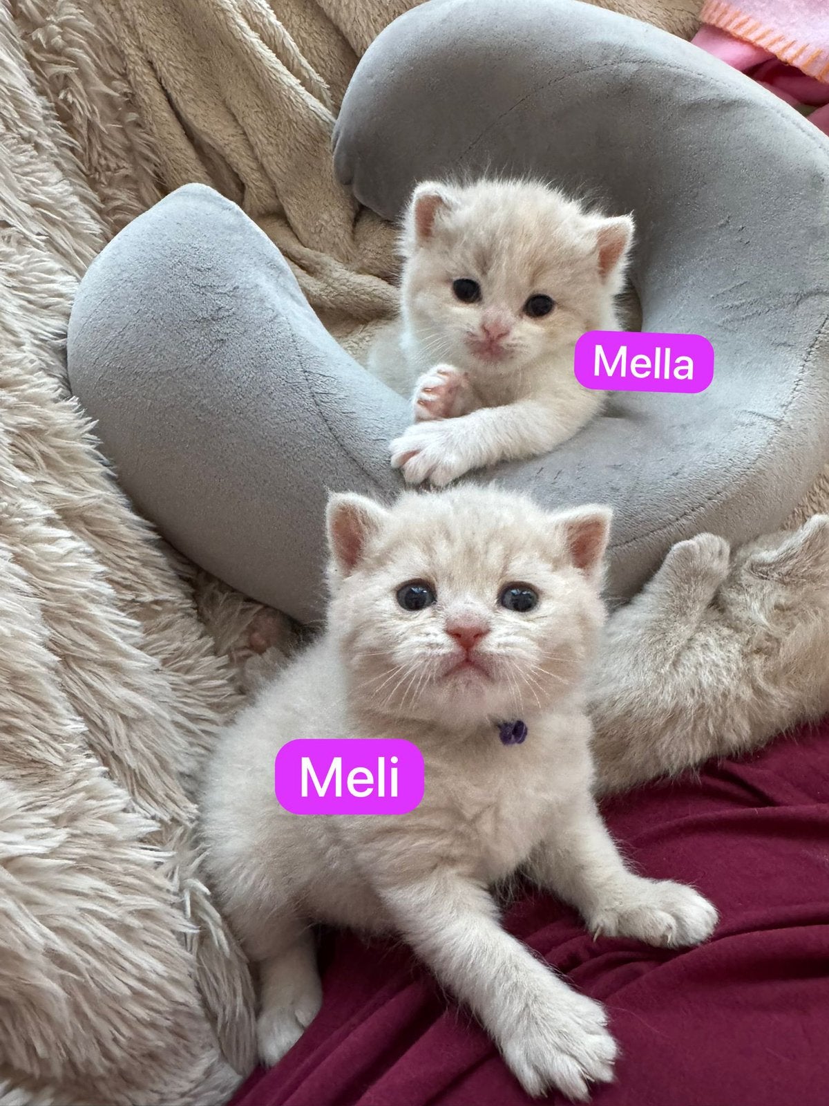 British shorthair, Plusieurs animaux, Avec pedigree, 0 à 2 ans