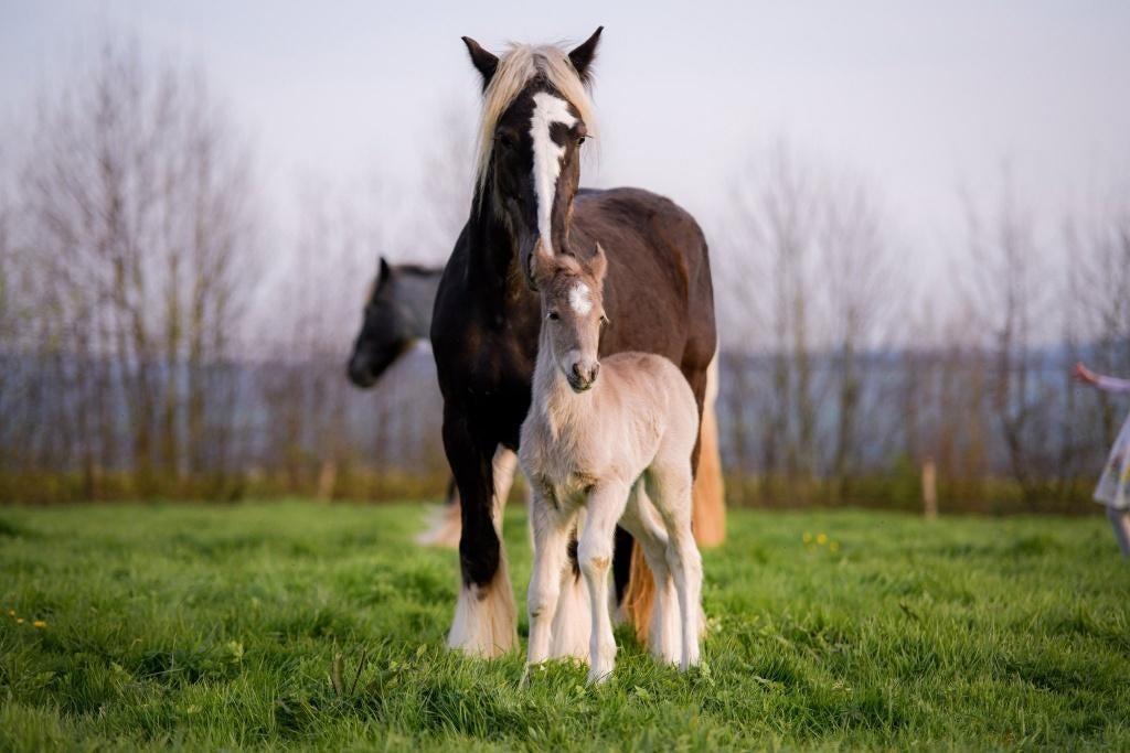 Pouliche noire silver PP, X Arabo-Frison, Jument