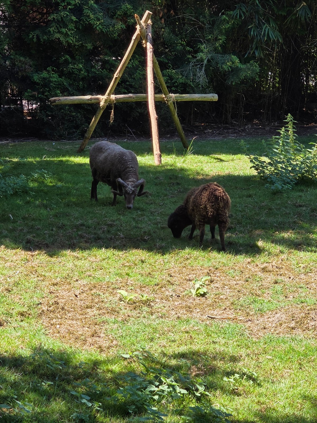 ouessant 2 rammen te koop en 2 ooien, Dieren en Toebehoren, Schapen, Geiten en Varkens, Meerdere dieren, Schaap, 3 tot 5 jaar