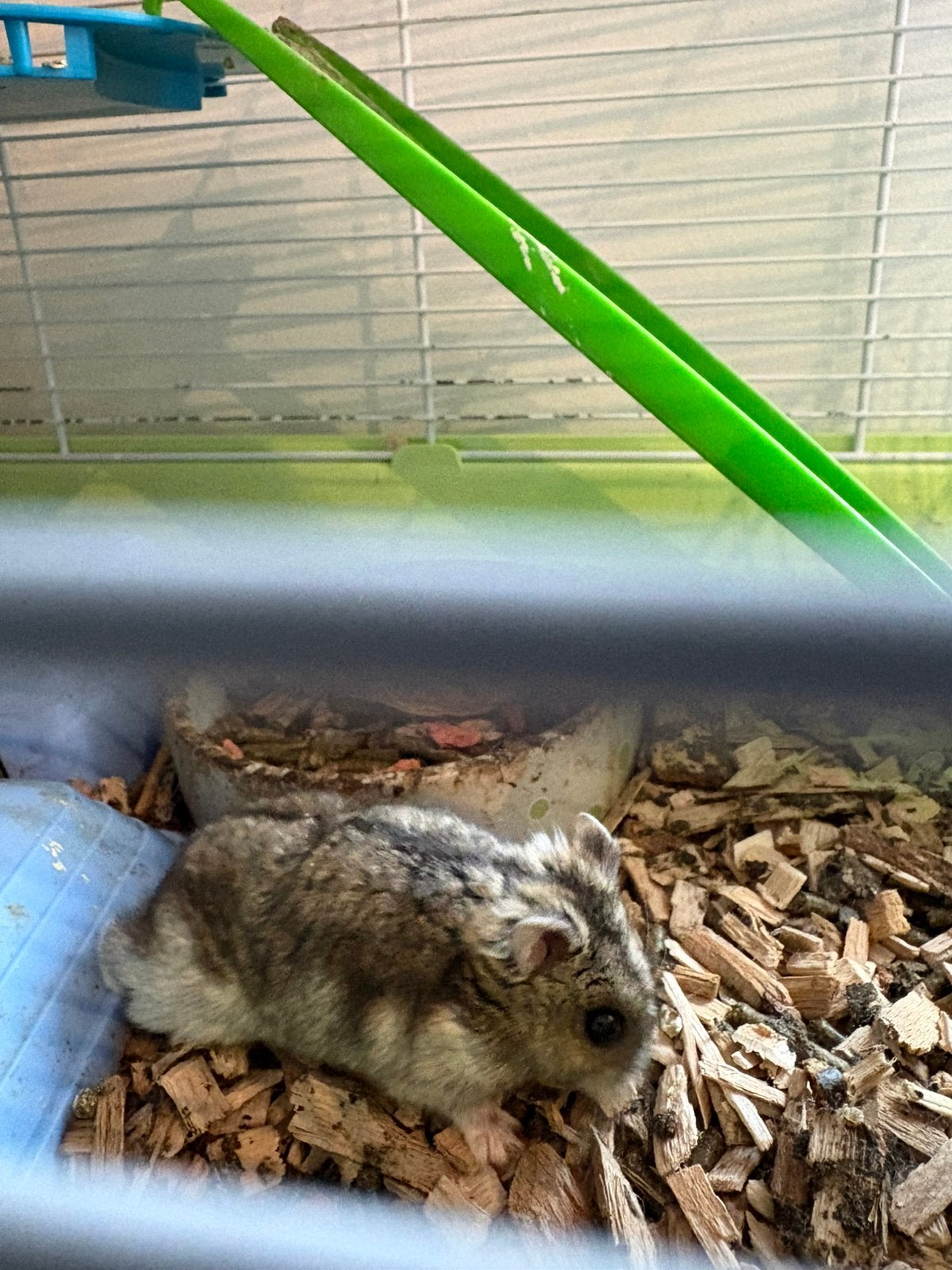 Russische dwerghamster, Dieren en Toebehoren, Knaagdieren, Februari, Vrouwelijk, Hamster