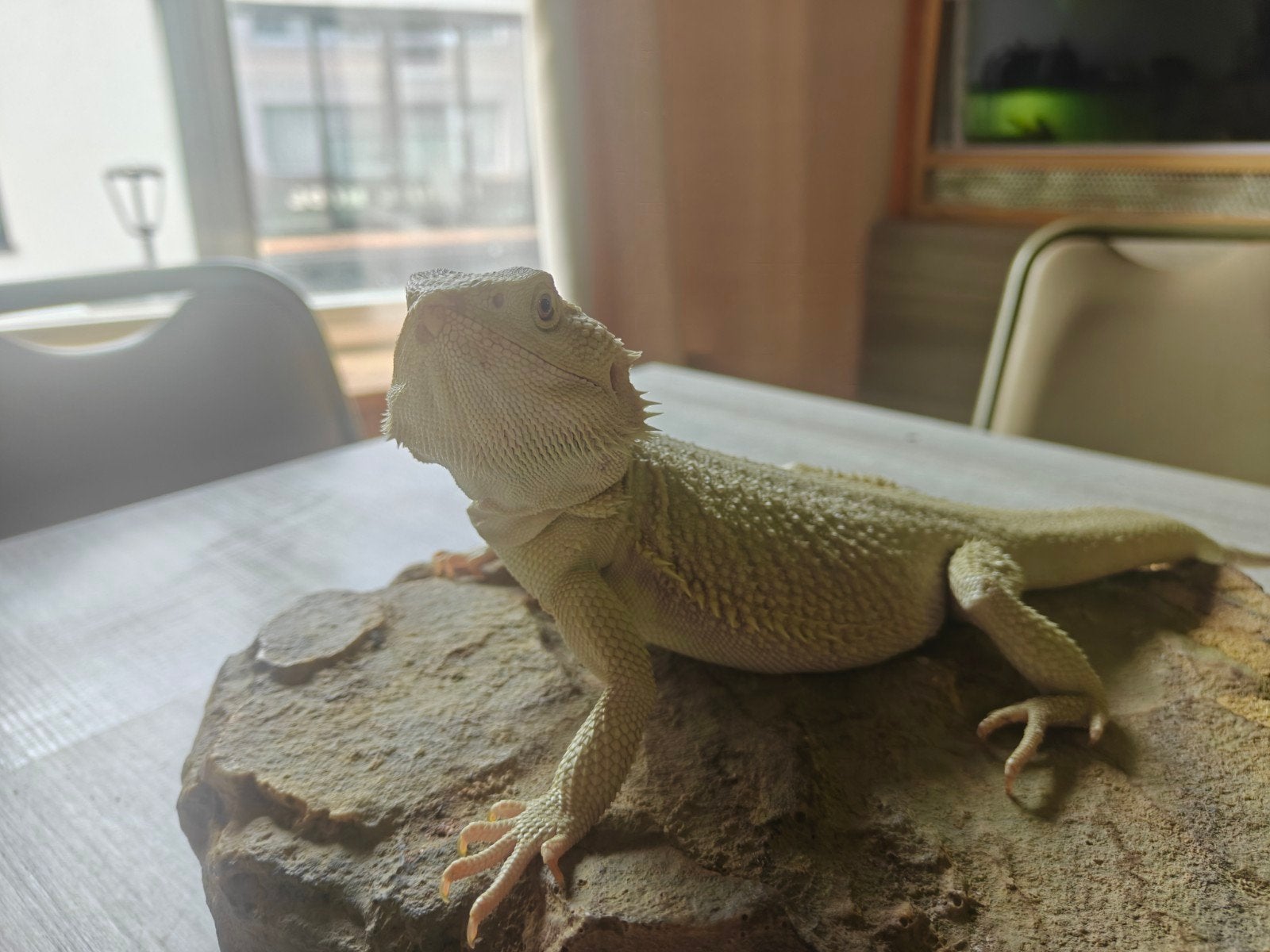 Bij deze verkopen we onze hypo zero stopzetting hobby, Animaux & Accessoires