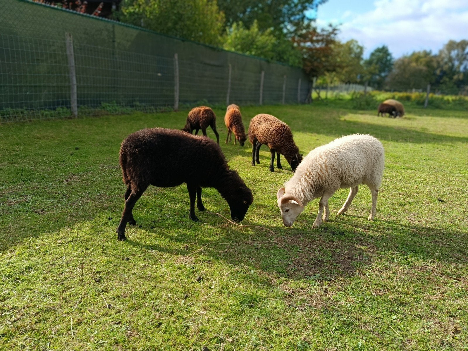 ouessant schaapjes