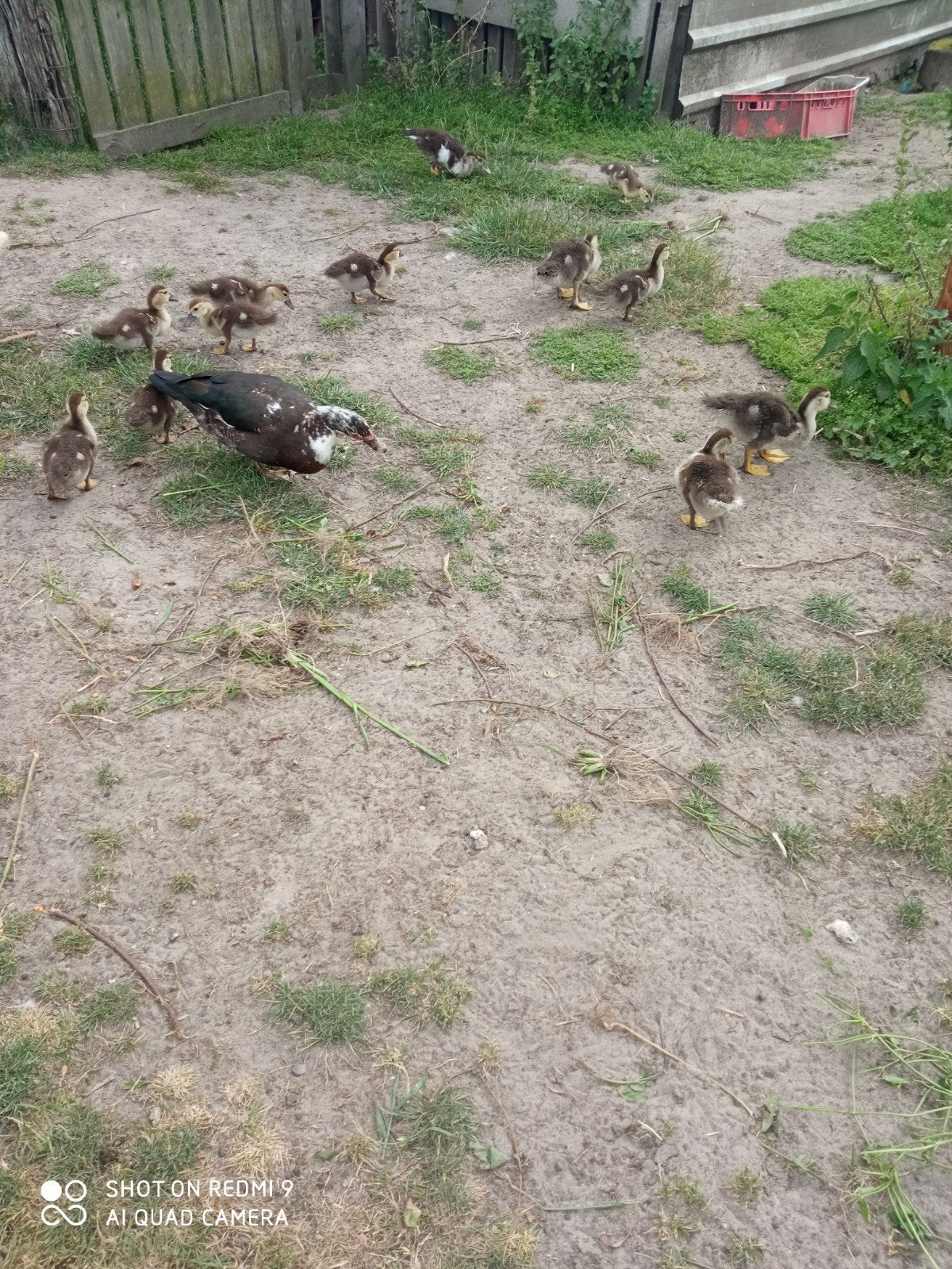 Barberie barberieeend, Dieren en Toebehoren