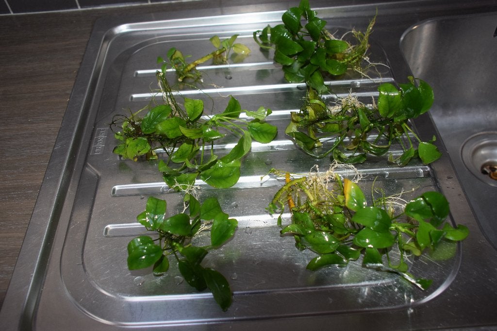 Plantes aquatiques Anubias, Enlèvement ou Envoi